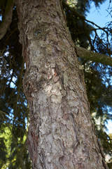 Obraz premium Picea pungens