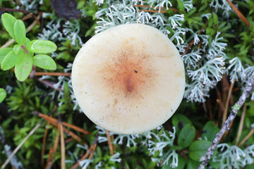 Rhodocollybia maculata (also Collybia maculata), commonly known as the Spotted Toughshank or Spotted Collybia, wild mushroom from Finland