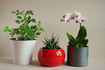 Home flowers in red pots on a light background. White orchid and succulent haworthia in bright pots. Green home plants.