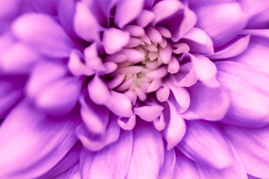 Abstract floral background, purple chrysanthemum flower. Macro flowers backdrop for holiday brand design © OLAYOLA