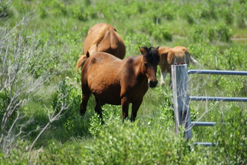 Horse