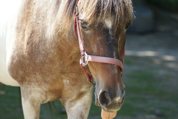 Horse