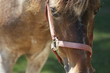 Horse