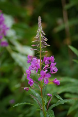 Obraz premium purple mountain flower