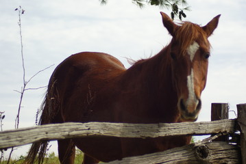 Horse