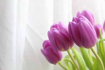 Bouquet of pink tulips.  On a light background.  There is a place for text.  Copy space.  Greeting card, background.