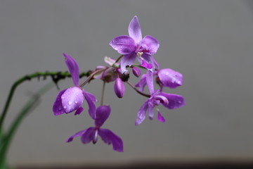 Fototapeta na wymiar orchid on a black background