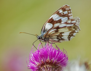 Schmetterling auf einer Blüte