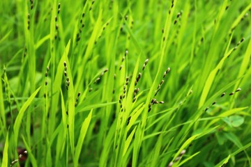Gras