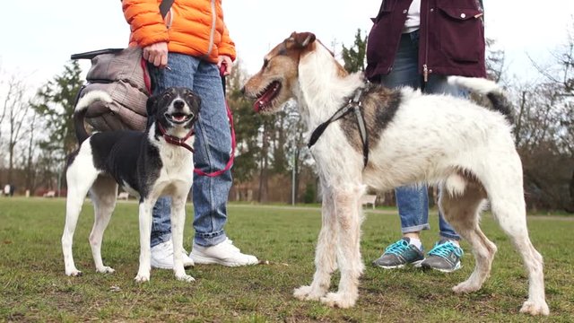 Aggressive female dog attacks a young male dog. Pets for a walk in the park with their owners. Two mistress with domestic dogs walk