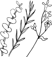 Obraz premium Herbs-1 Vector hand drawn herbs isolated on white background.