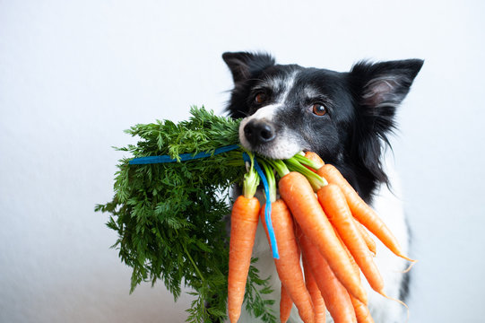Dog with bunch of carrots in mouth. Cute black and white border collie.