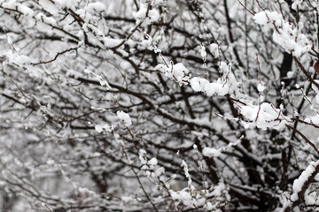 Snow covered tree branches. Snow in March. Snow blizzard in the spring.