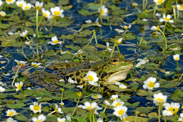 Wasserfrosch (Pelophylax cf. kurtmuelleri) in blühendem Wasserhahnenfuß, Tinos, Griechenland -...