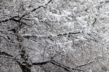 Snow covered tree branches. Snow in March. Snow blizzard in the spring.