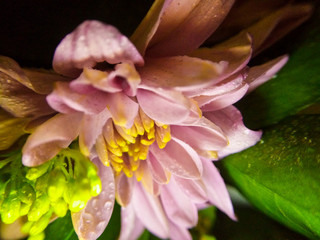 Fresh chrysanthemum flower, close up, selective focus