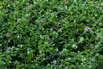 Obraz premium Green Leaf Wall Pattern Nature Background.