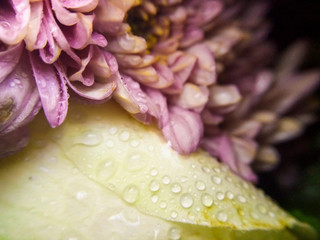 Fresh chrysanthemum flower, close up, selective focus