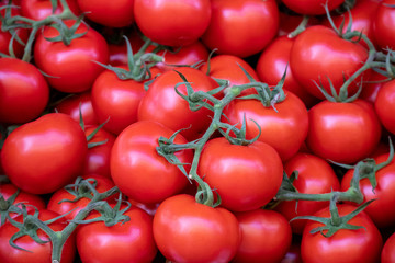 tomatoes on the vine