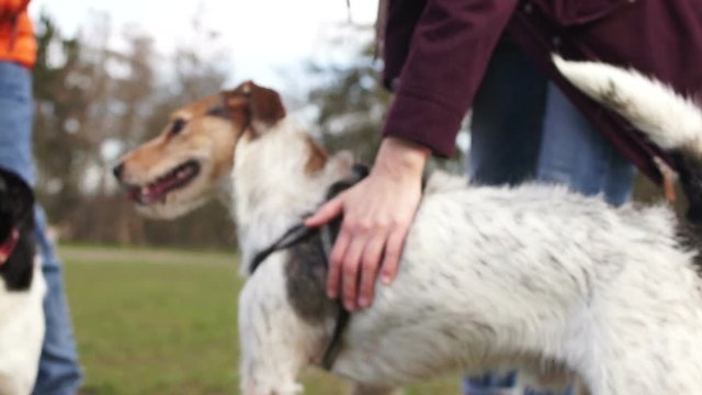 Close portrait of a young dog on a walk with his mistress. Pet in a collar, the mistress hand caresses the dogs coat, close-up