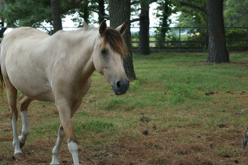 Horse