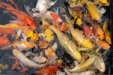 Obraz na płótnie Canvas japanese koi fish