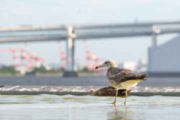 Bird flying area Rainbow bridge.