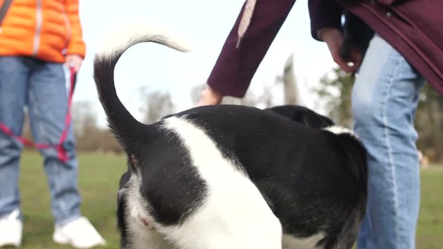 Girls walk their dogs in the spring park. Pets for a walk. Aggressive female dog