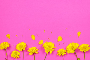 Fototapeta premium Flowers composition. Yellow flowers on pink background. Spring, summer concept.