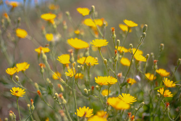 Fototapeta premium yellow wildflowers of Russia, blurred background