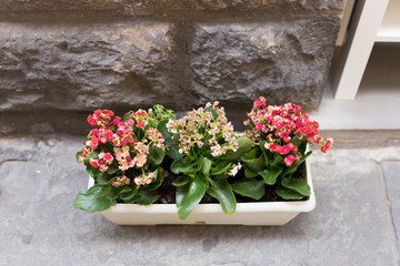 Fototapeta na wymiar Blooming flowers in pots on the street, summer time 