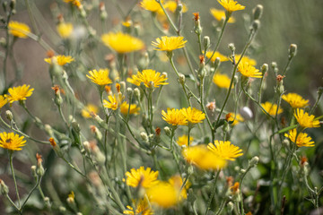 small yellow wildflowers, the color of spring and the sun