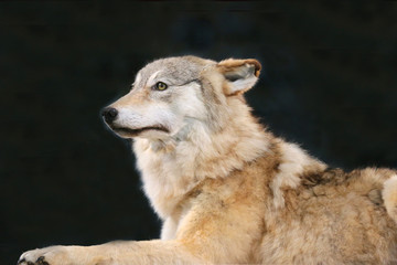 Portrait on black background of an old female wolf