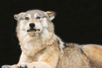 Portrait on black background of an old female wolf