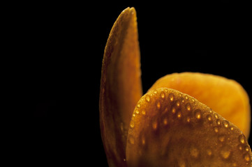 una bella orchidea arancione