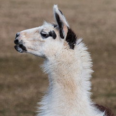 Obraz premium Lama in der Thüringeti 