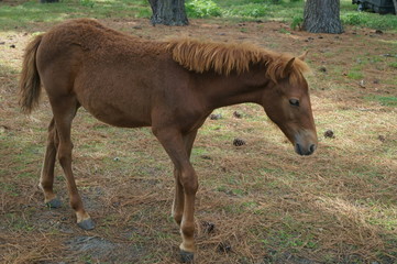 Horse