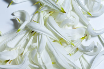 an empty space bounded by white petals