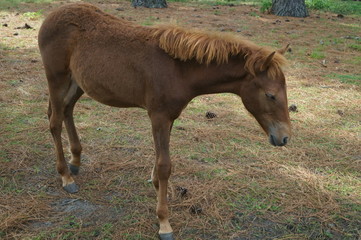 Horse