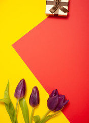 Bouquet of red Spring tulips with isolated on white background Top horizontal view copyspace Woman's holiday 8 march