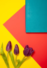 Bouquet of red Spring tulips with isolated on white background Top horizontal view copyspace Woman's holiday 8 march