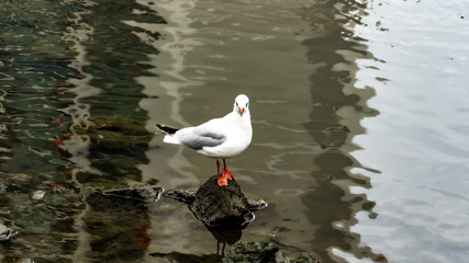 seagull