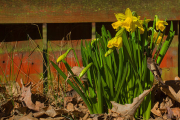 yellow daffodils blooming on the background of last year's leaves