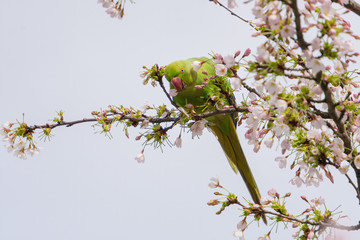 Rose-ringed parakeet (Psittacula krameri), also known as the ring-necked parakeet wild green parrot perching on a cherry blossom branches holding cherry blossom flower in his red beak in Amsterdam © Kirill