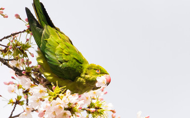 Rose-ringed parakeet (Psittacula krameri), also known as the ring-necked parakeet wild green parrot perching on a cherry blossom branches holding cherry blossom flower in his red beak in Amsterdam