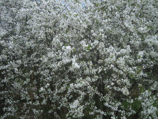 Blooming Apple tree in spring. The whole Apple tree is covered with white delicate flowers.