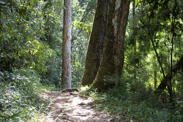 Footpath in the tropical forest in the mountain of El Avila