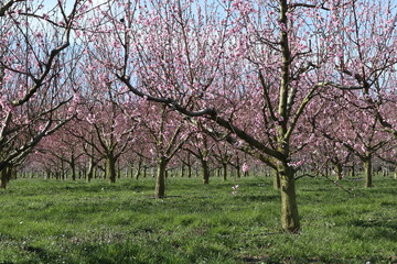Fototapeta premium Obstbaumblüte