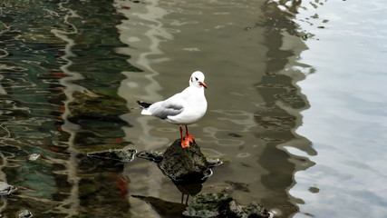 seagull