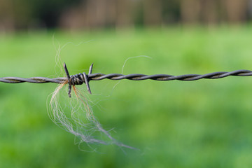 barbed wire